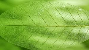 Mindfulness meditation- observing the beauty of nature