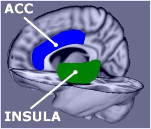 Anterior cingulate cortex  and Insula