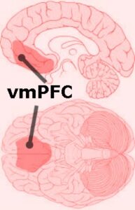vmPFC of Brain