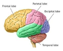 occipital-frontal-lobes