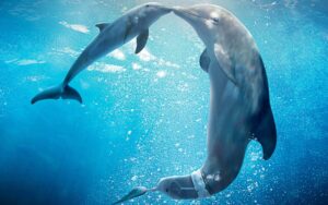 Dolphin-Help