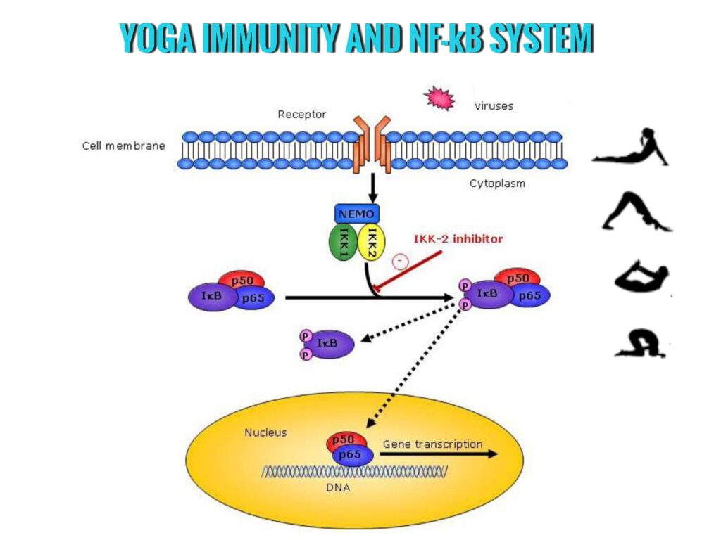 Yoga and Immunity