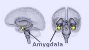 Amygdala