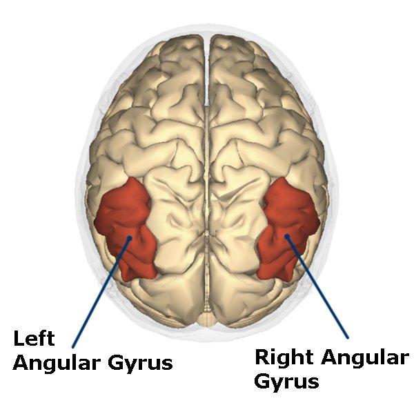 Angular Gyrus