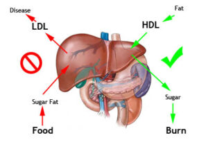 Metabolismiver