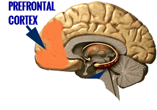 prefrontal cortex